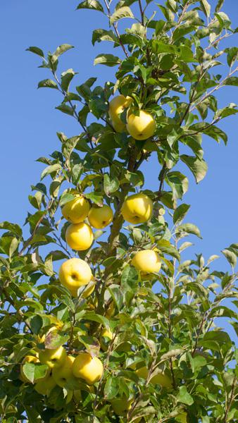 Malus Domestica Yellow Transparent Apple, heritage dual-purpose early season apple syn. with Malus Domestica White Transparent & Malus Domestica Weisser Klarapfel