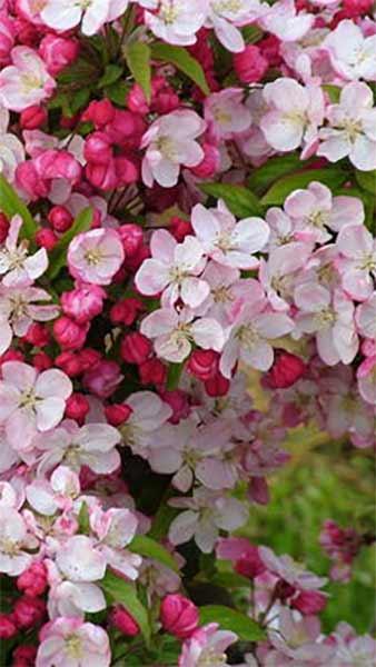 Malus Floribunda Japanese Crab Apple Trees, very pretty pink blossom, for sale online with UK delivery.