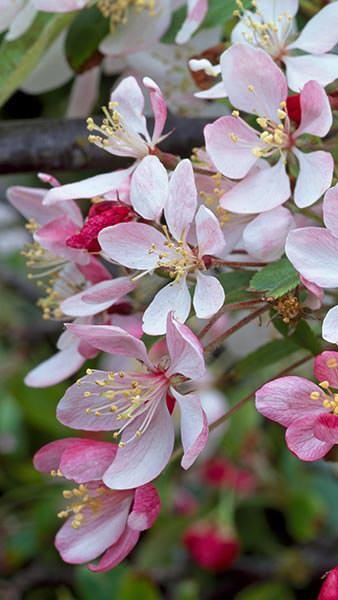 Malus Floribunda Pleached Japanese Crab Apple Tree