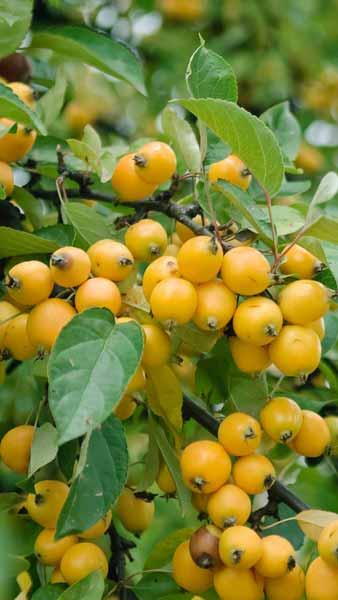 Standard Form Crab Apple Tree Golden Hornet