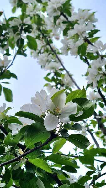 Malus John Downie Pleached Crab Apple Trees - lovely blossom and lots of fruits make this a very attractive pleached tree for sale online UK.