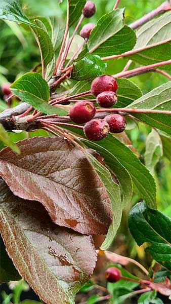 Malus Mokum Crab Apple pleached trees, trained for above fence or wall screening these beautiful crab apple trees are for sale UK.