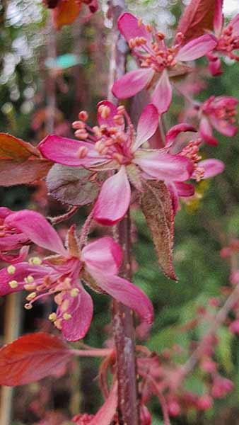 Malus Royal Beauty or Purple Weeping Crab Apple Tree