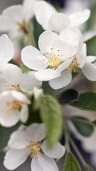 Malus Toringo, Malus Sieboldii Toringo Crab Apple, small deciduous tree with beautiful blossom and copious crab apple fruits, for sale UK