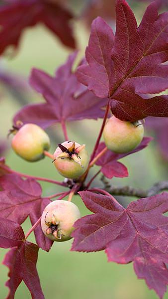 Malus Trilobata Lebanese Wild Apple, an erect, distinct-looking crabapple with red tinted autumn leaves, large white flowers & green fruits