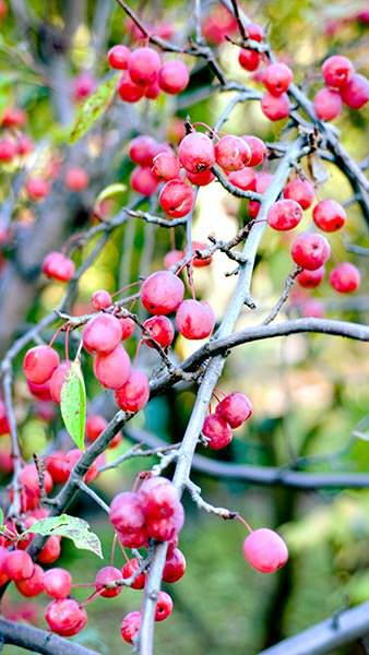 Malus Tschonoskii or Chonosuki Crab Apple, highly rated ornamental tree with good autumn colour. White flowers tinged pink followed by green fruits turning red