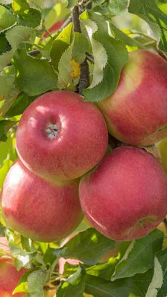 Malus Domestica Jonagold Apple Tree