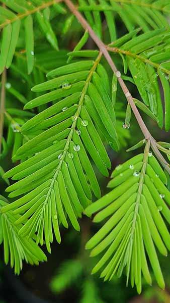 Metasequoia Glyptostroboides also known as Dawn Redwood Trees for Sale online with UK delivery.
