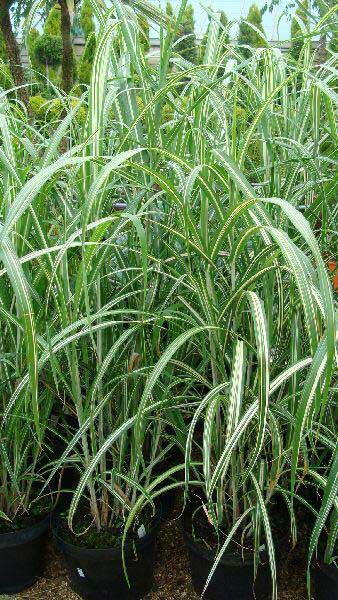 Miscanthus Cabaret ornamental grass (Miscanthus Sinensis Cabaret)