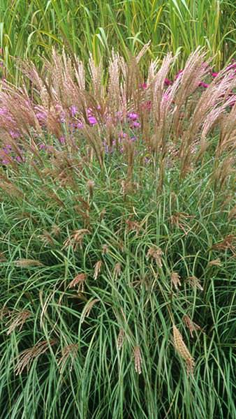 Miscanthus Sinensis Adagio or Eulalia Adagio a highly attractive ornamental grass with great Autumn colour, buy online UK delivery.