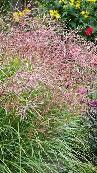 Miscanthus Sinensis Ferner Osten Eulalia Far East Grass