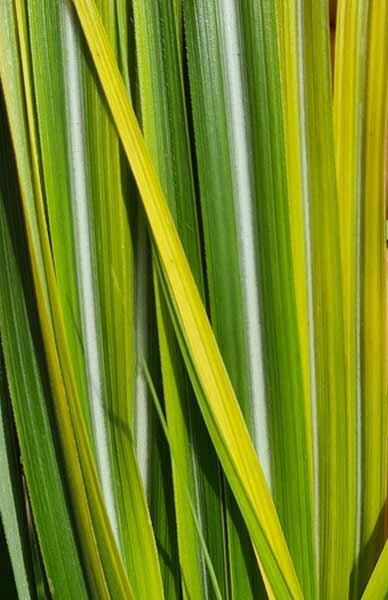 Miscanthus Sinensis Kleine Silberspinne, a pretty ornamental grass with red flowers in late summer, buy online UK delivery.