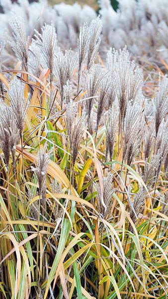 Miscanthus Sinensis Malepartus is a beautiful ornamental grass reaching 2 metres in height with pale pink flower heads buy online with UK delivery.