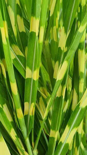 Miscanthus Sinensis Strictus Porcupine Grass, a lovely ornamental grass with interesting stripey foliage and pretty flowers, for sale online with UK delivery