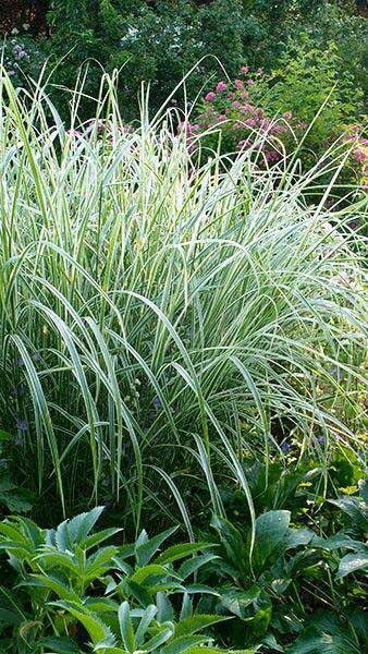 Miscanthus Sinensis Variegatus Ornamental Grass