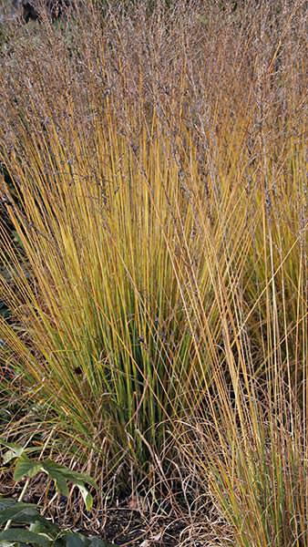 Molinia Caerulea Heidebraut or Purple Moor Grass for sale online with UK delivery.