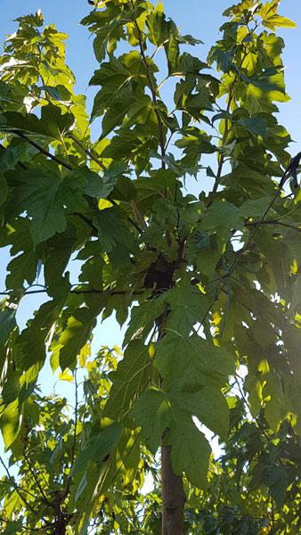 Crisp green foliage of the Morus Alba Fruitless White Mulberry Tree