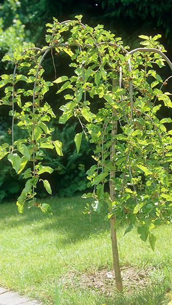 Morus Alba Pendula Weeping White Mulberry, good sized trees with lovely weeping habit for sale UK