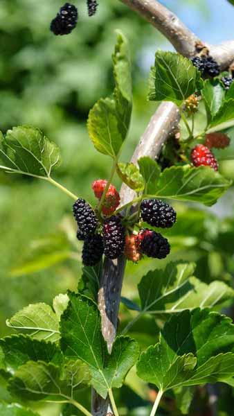 Morus Alba Tree White Mulberry Tree for Sale Online UK & IRL