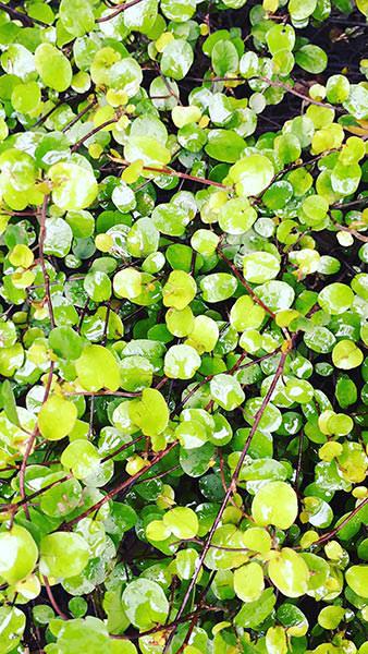 Muehlenbeckia Complexa Australian Ivy, Ground Cover Plants Uk