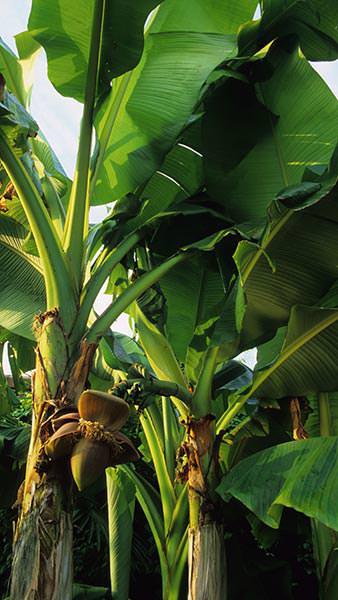 Musa Basjoo Banana Tree or Japanese banana plant, buy plants online, UK nationwide delivery.