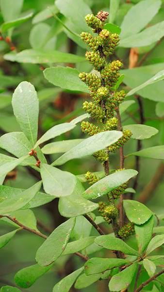 Myrica Gale or Bog Myrtle is a native deciduous shrub producing catkins in spring. Strongly aromatic foliage and may be grown in acid peat bogs.