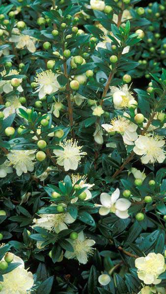 Myrtus Communis Tarentina is also known as Tarentum Myrtle or Common Myrtle, flowering shrubs for sale UK.