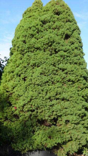 Picea Glauca Var Albertiana Conica, tree UK.