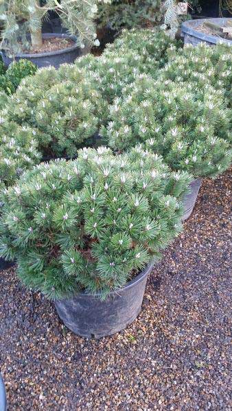 Pinus Mugo Humpy or Swiss Dwarf Mountain Pine for sale online at our London garden centre, UK