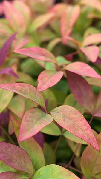 Nandina domestica Blush Pink