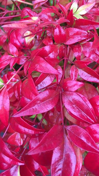 Nandina Domestica also known as Heavenly Bamboo, a vibrant foliage evergreen shrub, buy online UK delivery
