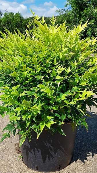 Nandina Domestica Magical Lemon Lime