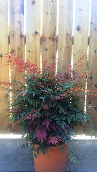 Nandina Obsessed shrubs, good quality and sizes at great prices, buy online UK delivery