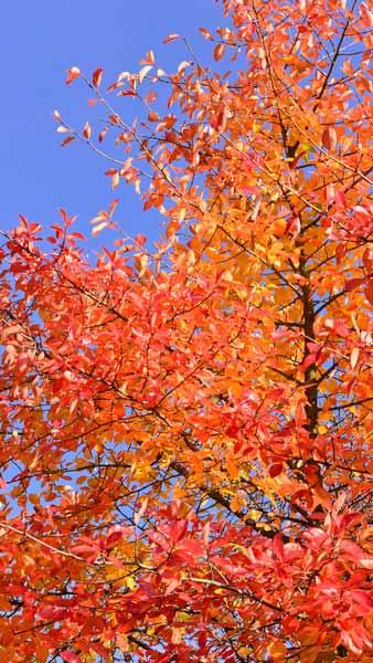 Nyssa Sylvatica, Tupelo or Black Gum Tree, handsome slow-growing mid-sized deciduous tree. Glossy green foliage turns vibrant scarlet orange & yellow in autumn