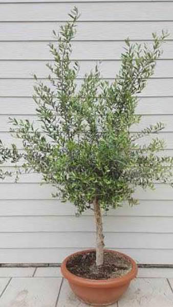 Olive tree specialists,  standard olive trees, London nursery, UK, Olive Trees London. For sale throughout the UK.