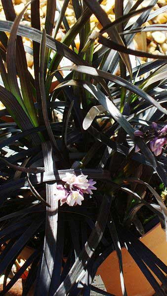 phiopogon Planiscapus Nigrescens Black Ornamental Grass for Sale Online