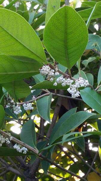 Osmanthus Fragrans, Sweet Olive or Fragrant Tea Olive to buy online UK delivery