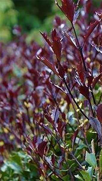 Osmanthus Heterophyllus Purpureus is aka Purple Leaf False Holly, pretty white flowers and purple foliage make this an interesting ornamental shrub, buy UK.