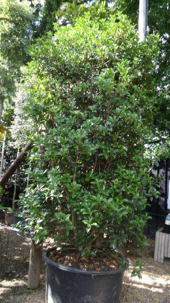 Mature sized shrubs of Osmanthus X Fortunei Carr or False Holly to buy Online London UK