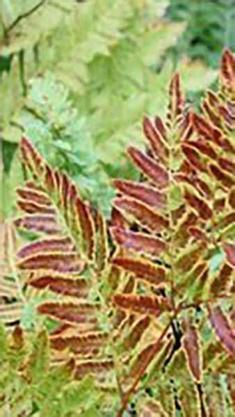 Osmunda Regalis Purpurascens Royal Purple Fern