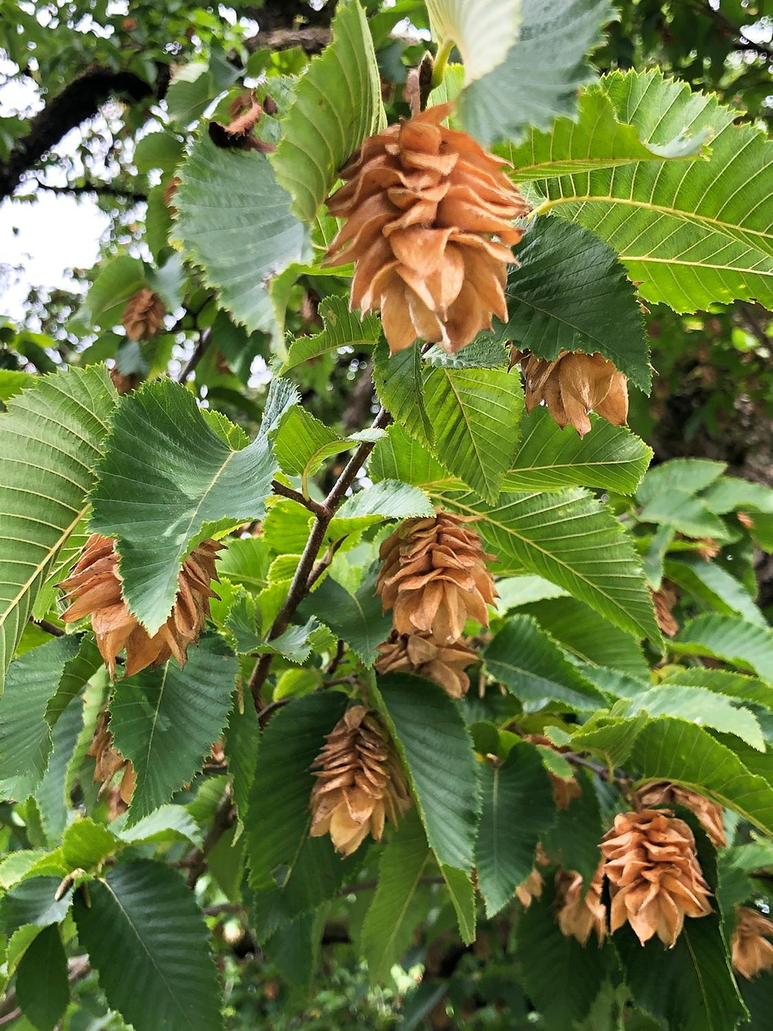 Hornbeam