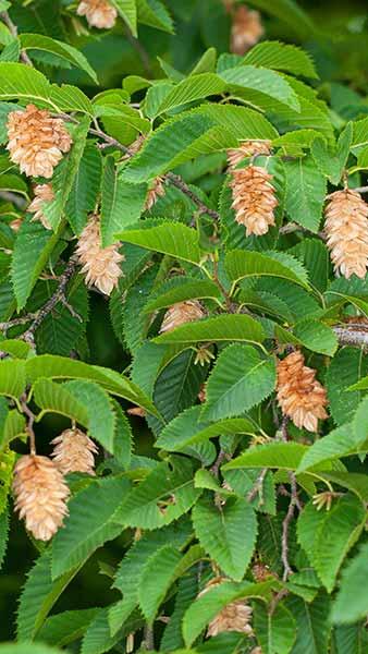 Ostrya Carpinifolia is also known as the European Hop Hornbeam Trees for Sale UK delivery.