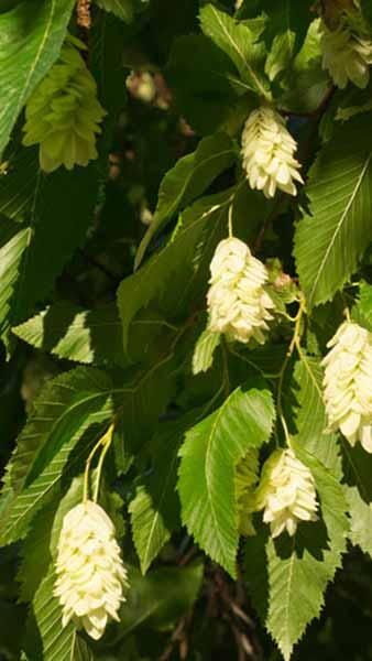 Ostrya Carpinifolia Pleached Hop Hornbeam Tree