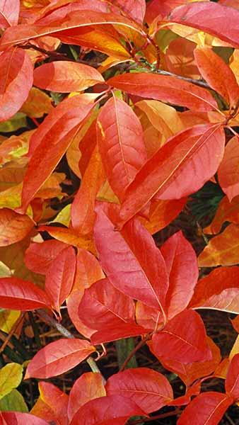 Oxydendrum Arboreum is also known as Sourwood Tree or Sorrel Tree. Buy online with UK delivery