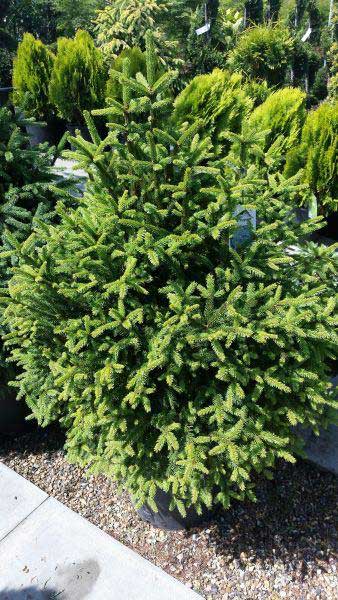 Picea Abies Pygmaea or Dwarf Norway Spruce Trees buy online at our Crews Hill plant centre with UK delivery.