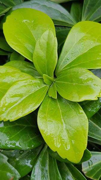 Pachysandra Terminalis Green Sheen or Japanese Spurge Green Sheen plants buy online with UK delivery