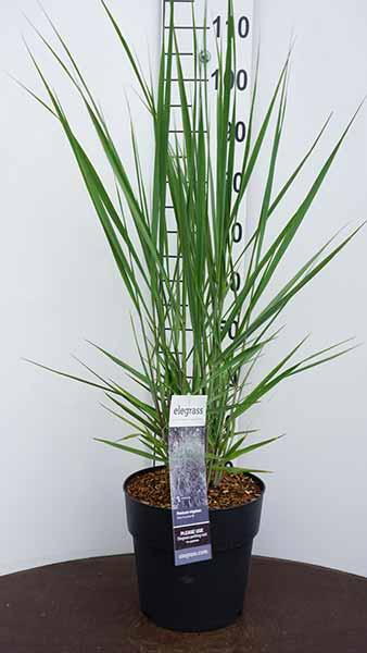 Panicum Virgatum Blue Fountain Blue Switch Grass