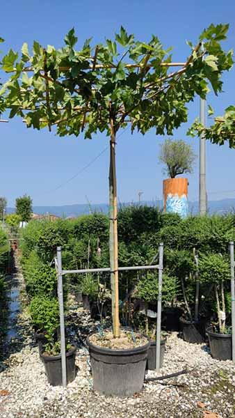 Parasol Trees are an elegant form of specially trained roof-shaped tree creating natural sun-shade.