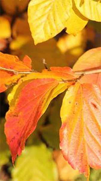 Parrotia Persica trees for sale UK. Persian Ironwood Tree buy online, UK delivery.