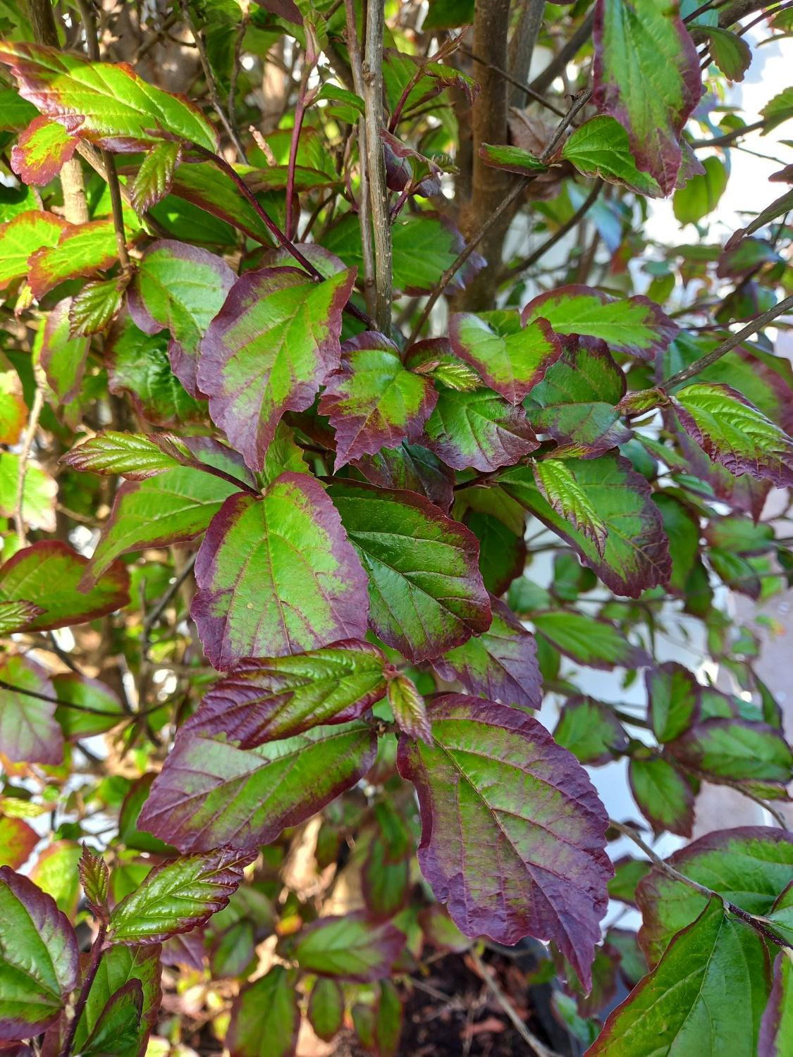 Parratio Tree Parrotia Persica Persian Spire Persian Ironwood Tree Online